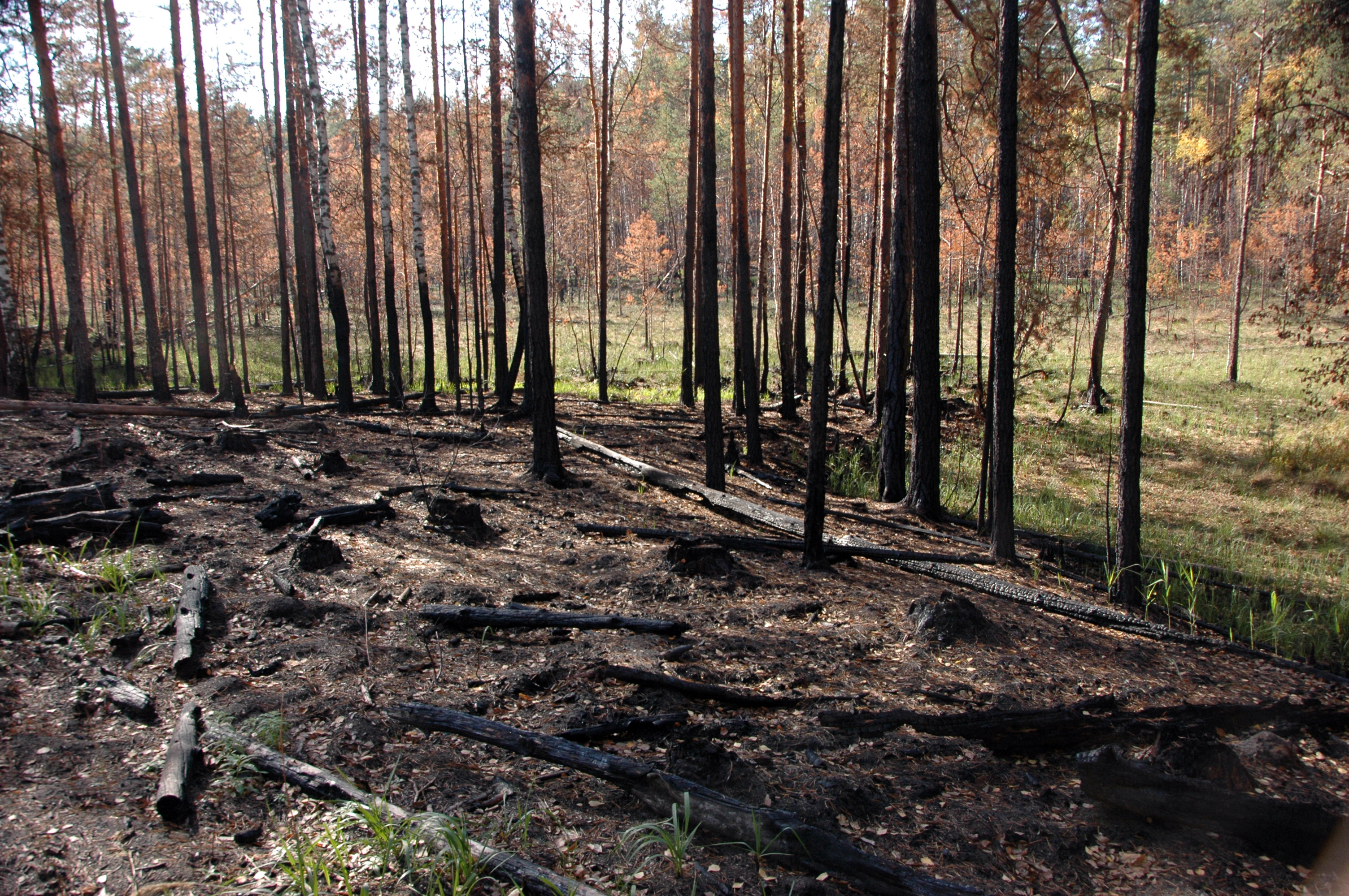 Зарастание пожарища. Лес после пожара. Гарь лес. Сосновый лес после пожара. Горелый лес.